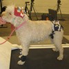 Hund med mätgrejer på. foto
