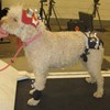 Hund med mätgrejer på. foto
