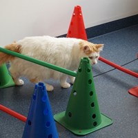 Katt med ortopediska problem. foto