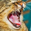 Närbild på gapande kattmun. Foto
