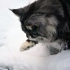Katt. foto