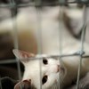 Vit katt bakom galler. Foto