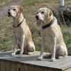 Två gula labradorer. foto