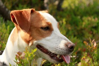 närbild huvud Jackrussel terrier