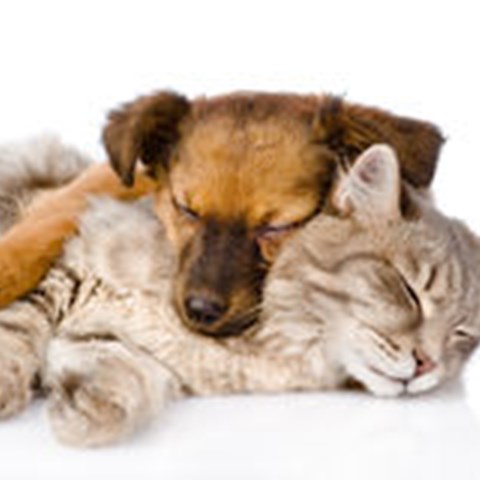 Katt och hund ligger och sover tillsammans. Foto.