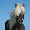 Mörk häst med stor vit man framför blå himmel. Foto