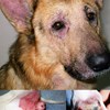 Hund med atopisk dermatit. kollage