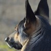 schäferhund. foto