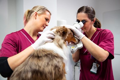 Undersökning av hund