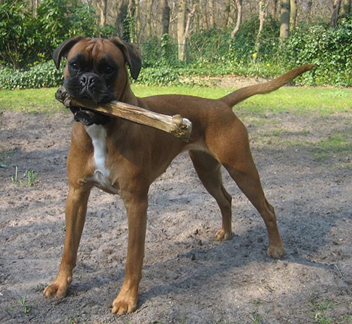 Hund av rasen boxer, foto.